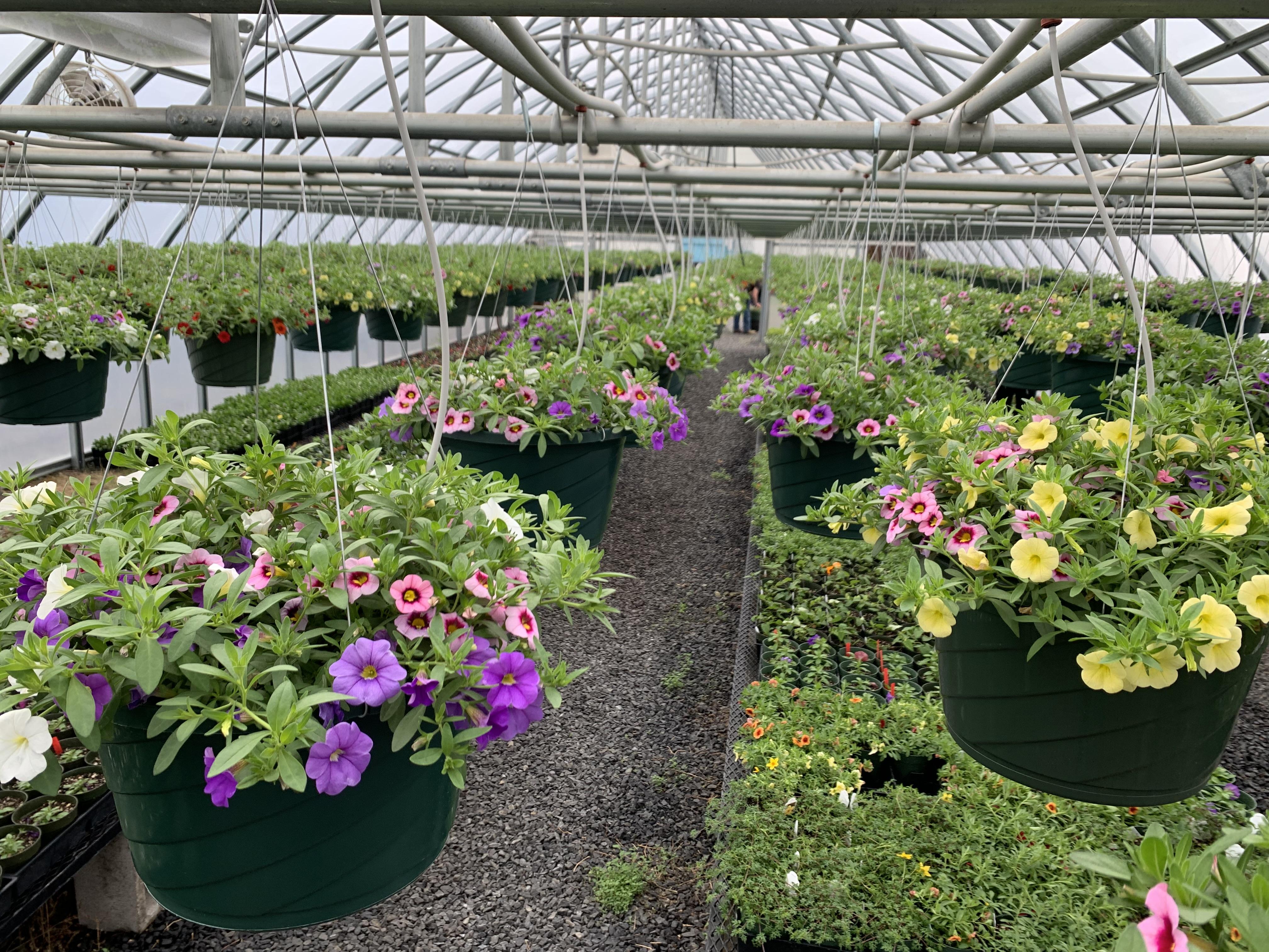 Different colored pansy plants hanging in a greenhouse